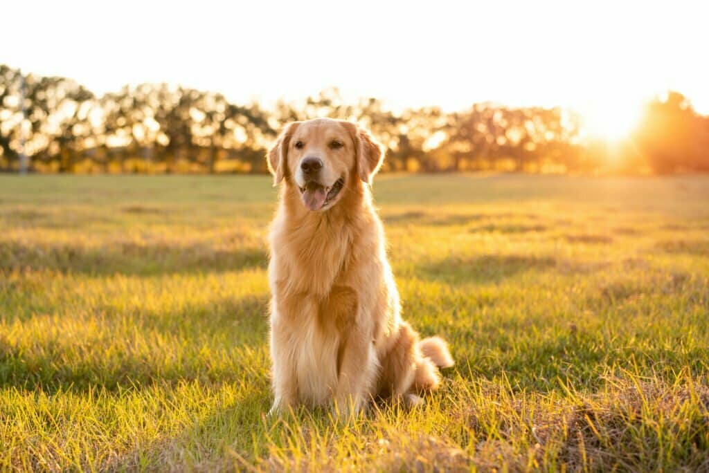 Esto es una foto de un golden retriever adulto
