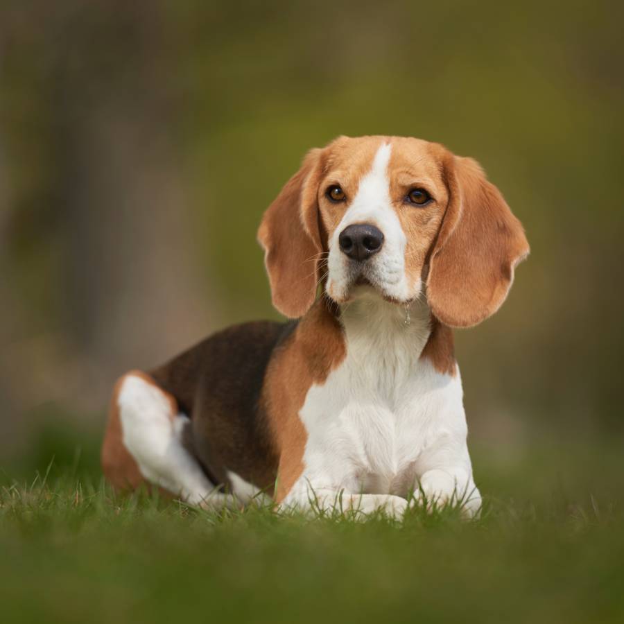 Esto es una foto de un beagle adulto