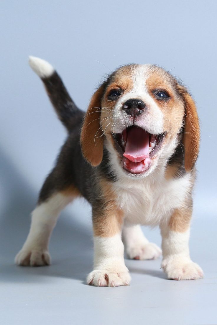 Esto es una foto de un beagle cachorro