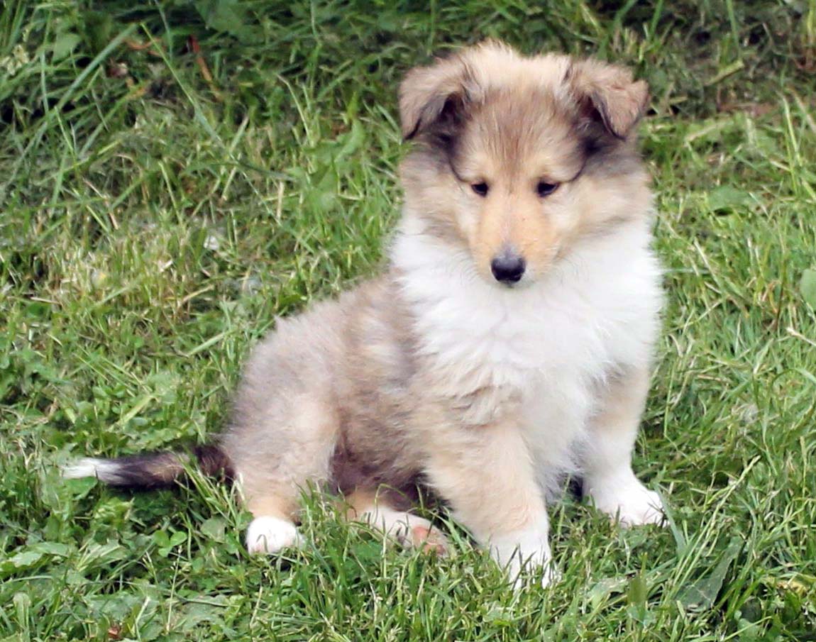 Esto es una foto de un collie cachorro